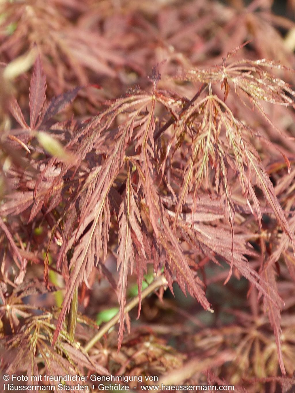 Roter Schlitz-Ahorn 'Dissectum Garnet' (Acer palmatum)