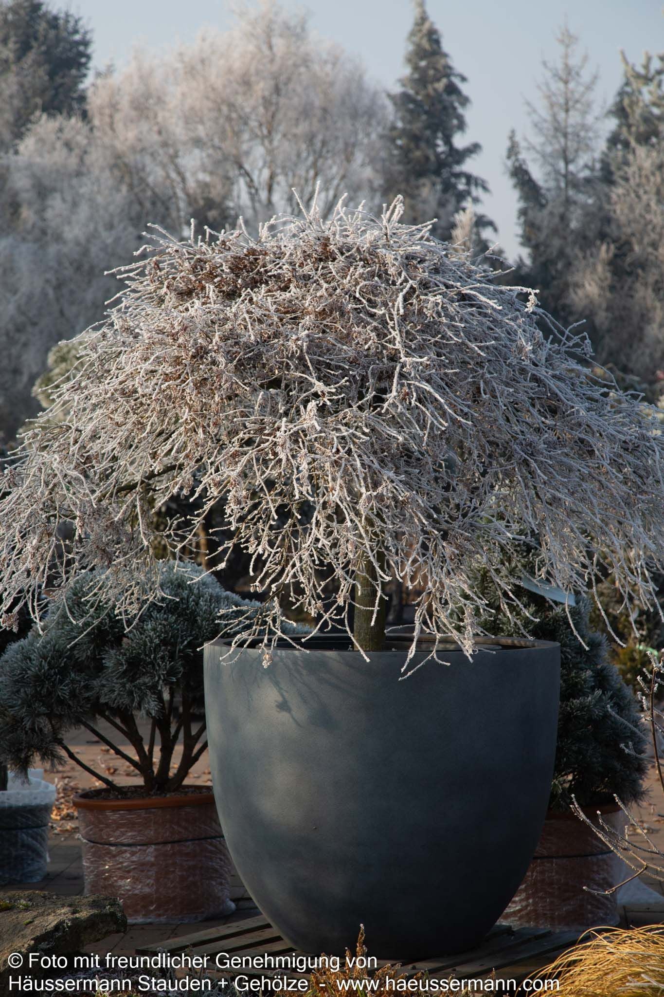 Roter Schlitz-Ahorn 'Dissectum Garnet' (Acer palmatum)