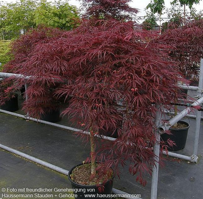 Roter Schlitz-Ahorn 'Dissectum Garnet' (Acer palmatum)