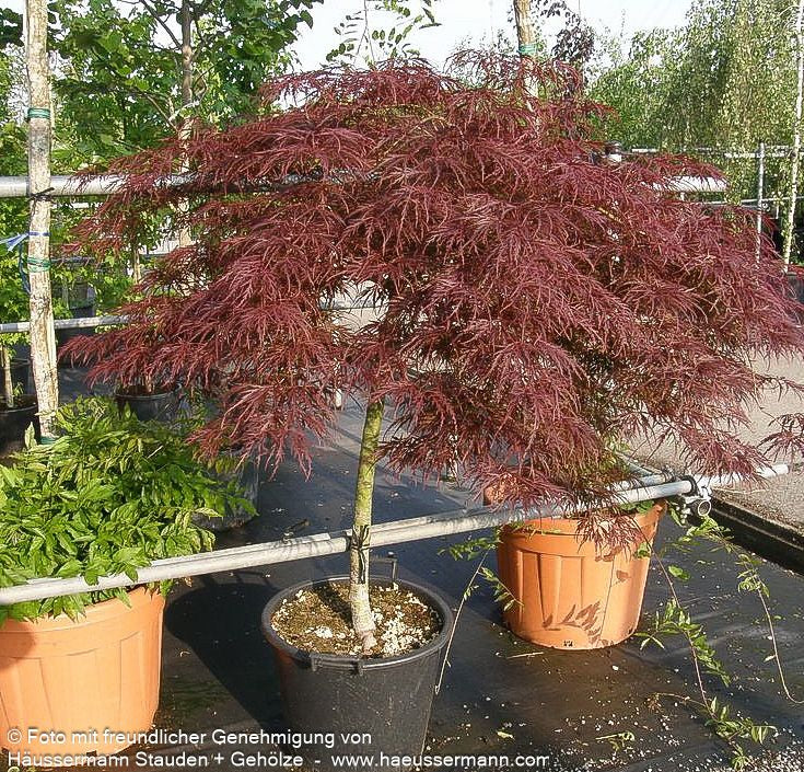 Roter Schlitz-Ahorn 'Dissectum Garnet' (Acer palmatum)