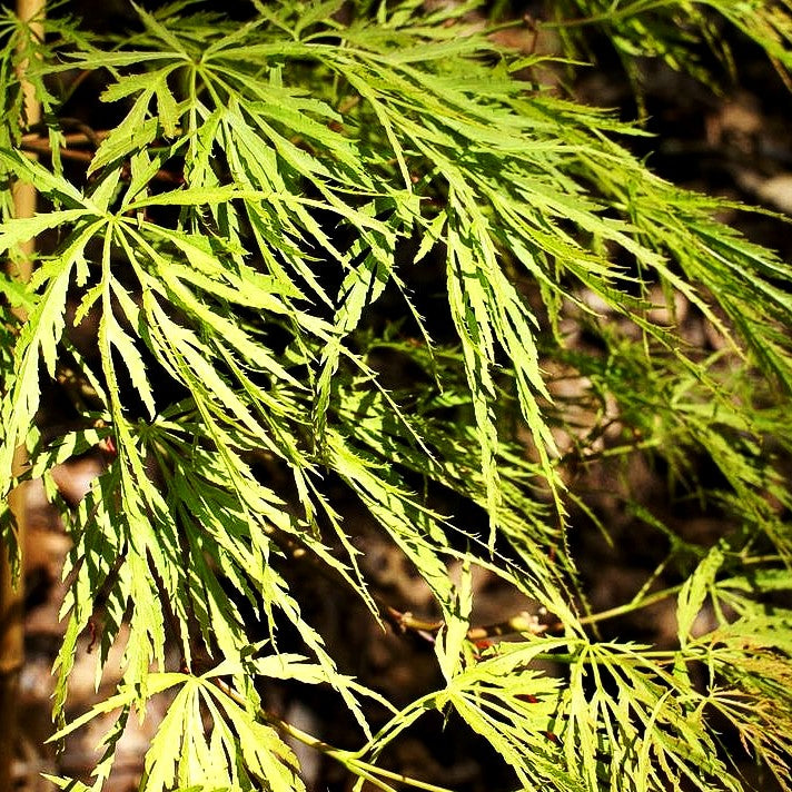 Roter Schlitz-Ahorn 'Dissectum Red Autumn Lace' (Acer palmatum)