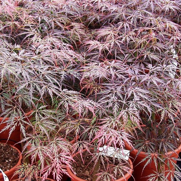 Roter Schlitz-Ahorn 'Dissectum Tamukeyama' (Acer palmatum)