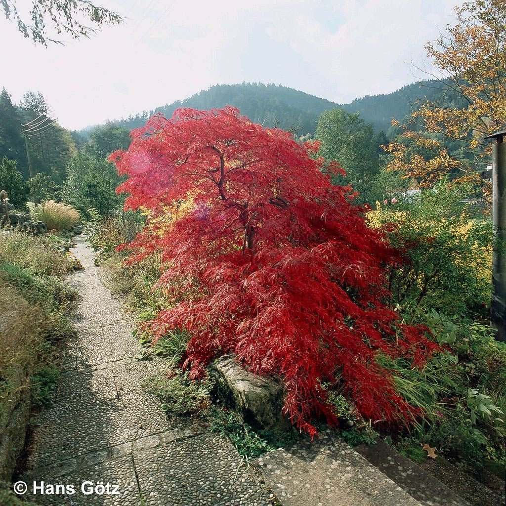 Roter Schlitz-Ahorn 'Ornatum' (Acer palmatum)