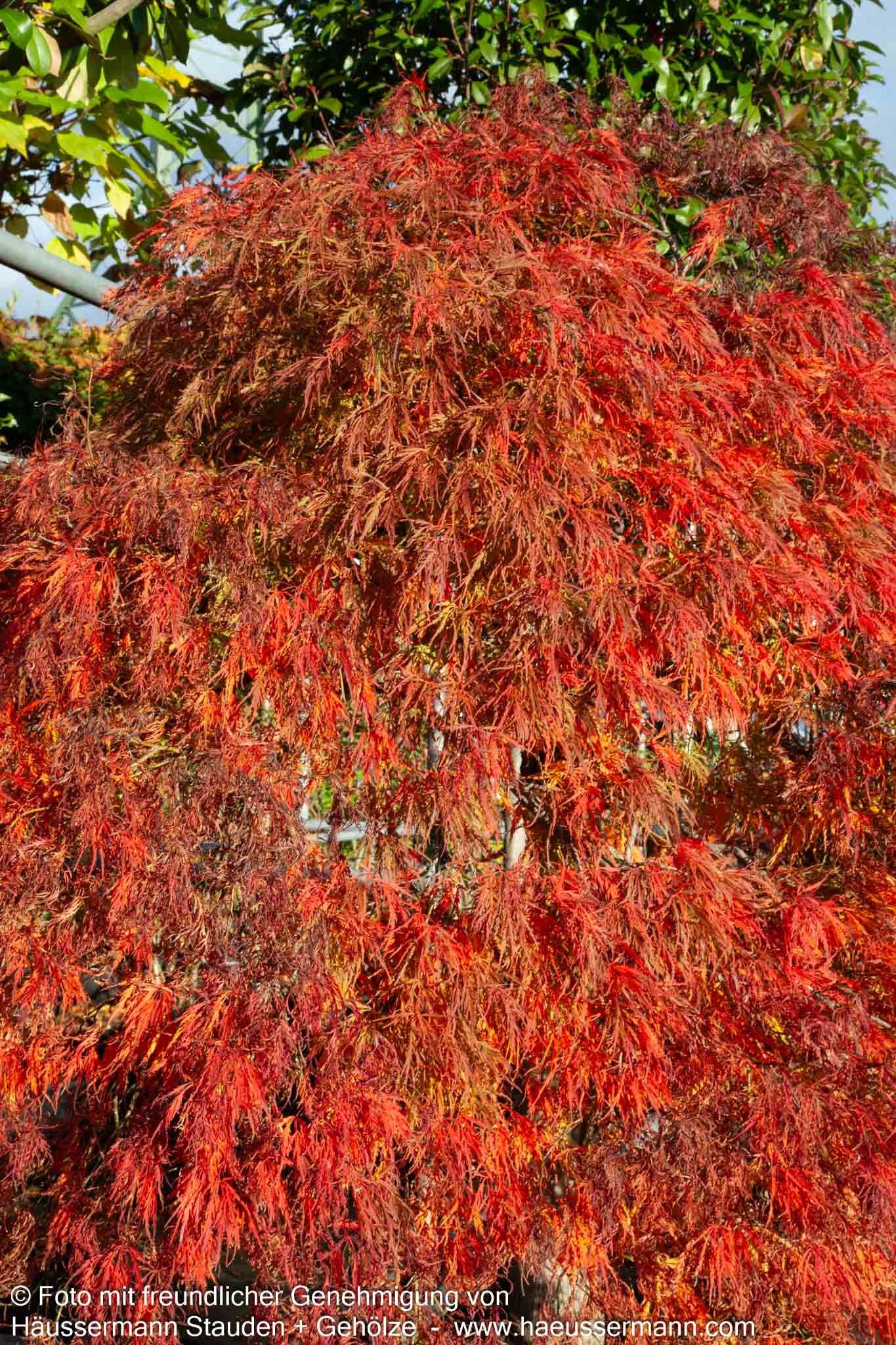 Roter Schlitz-Ahorn 'Ornatum' (Acer palmatum)