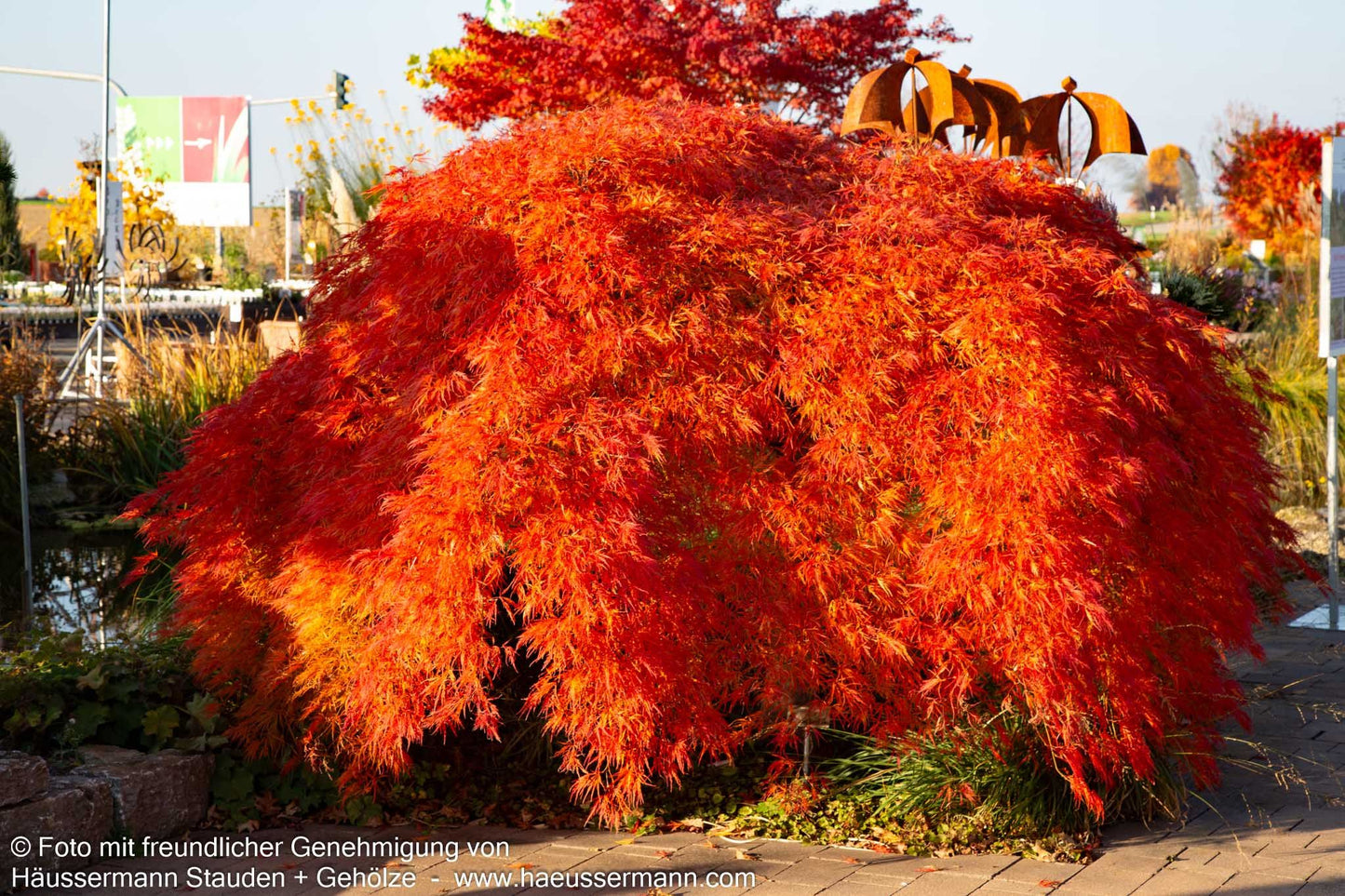 Roter Schlitz-Ahorn 'Ornatum' (Acer palmatum)