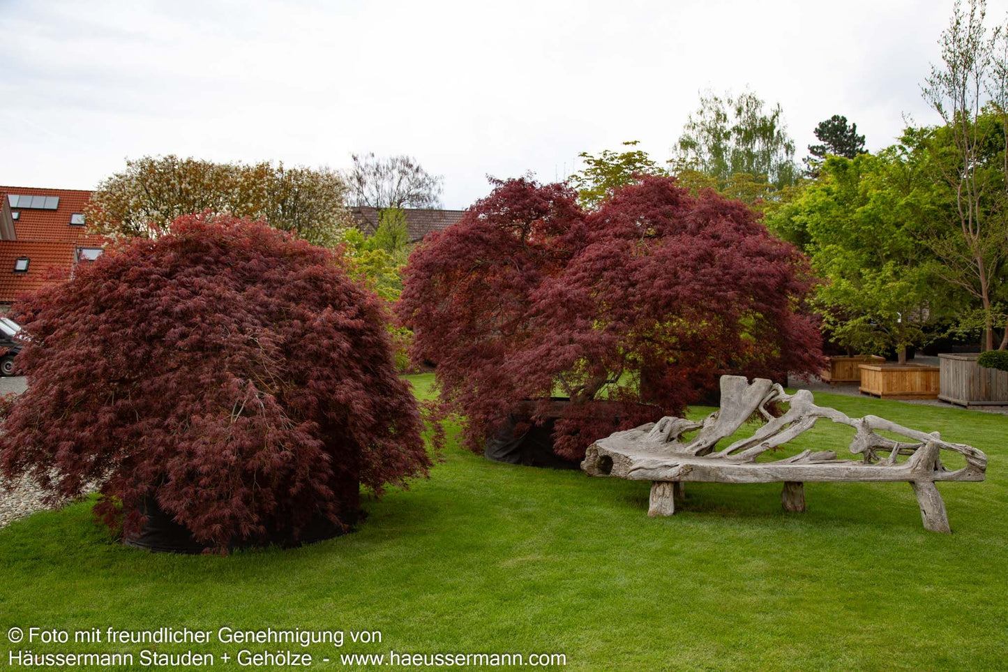 Roter Schlitz-Ahorn 'Ornatum' (Acer palmatum)