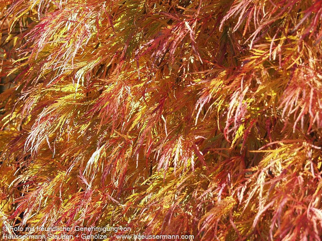 Roter Schlitz-Ahorn 'Ornatum' (Acer palmatum)