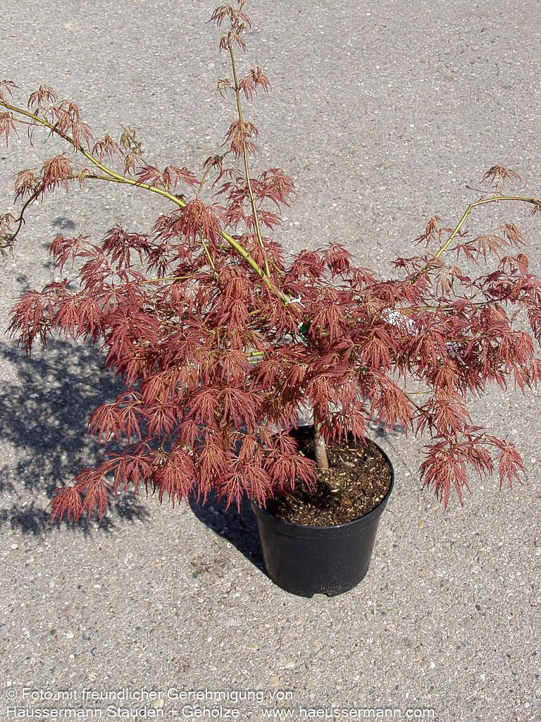 Roter Schlitz-Ahorn 'Ornatum' (Acer palmatum)