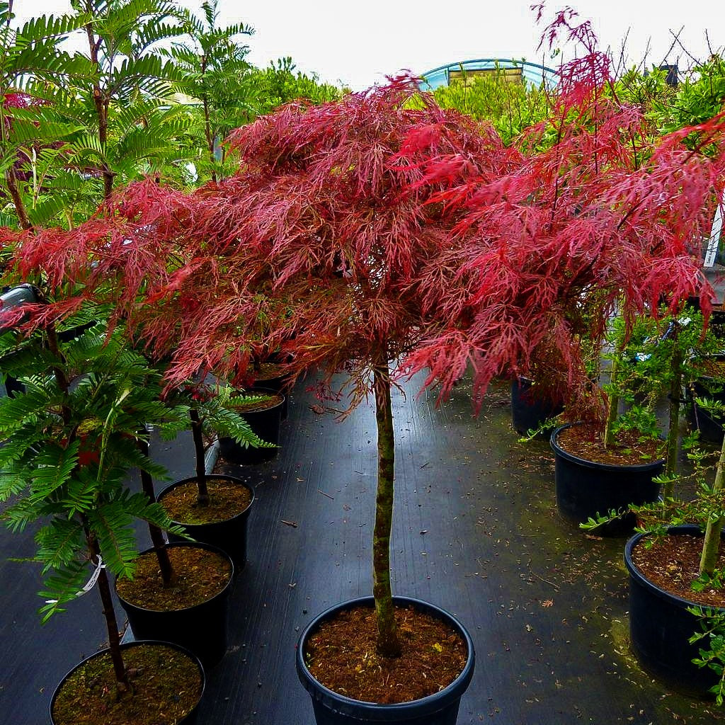Roter Schlitz-Ahorn 'Pink Filigree' (Acer palmatum)