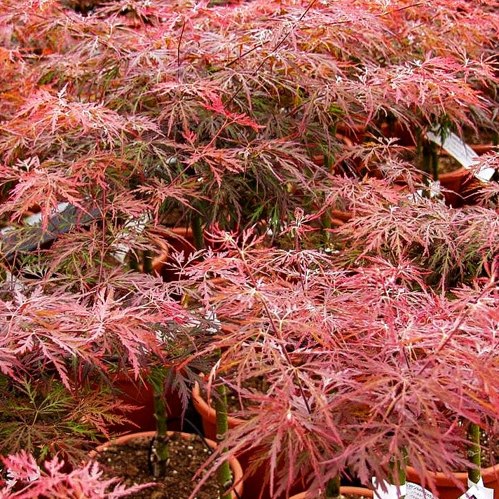 Roter Schlitz-Ahorn 'Red Dragon' (Acer palmatum)