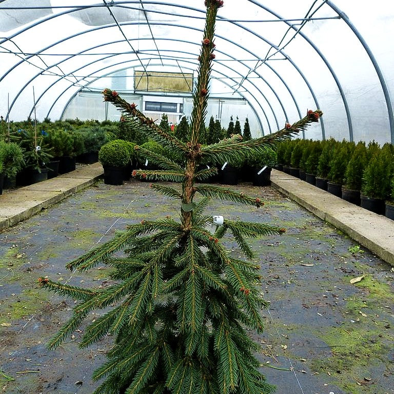 Rothenhaus-Fichte 'Rothenhaus' (Picea abies)