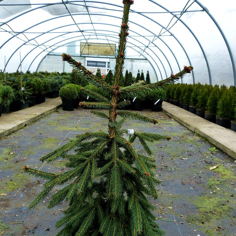 Rothenhaus-Fichte 'Rothenhaus' (Picea abies)
