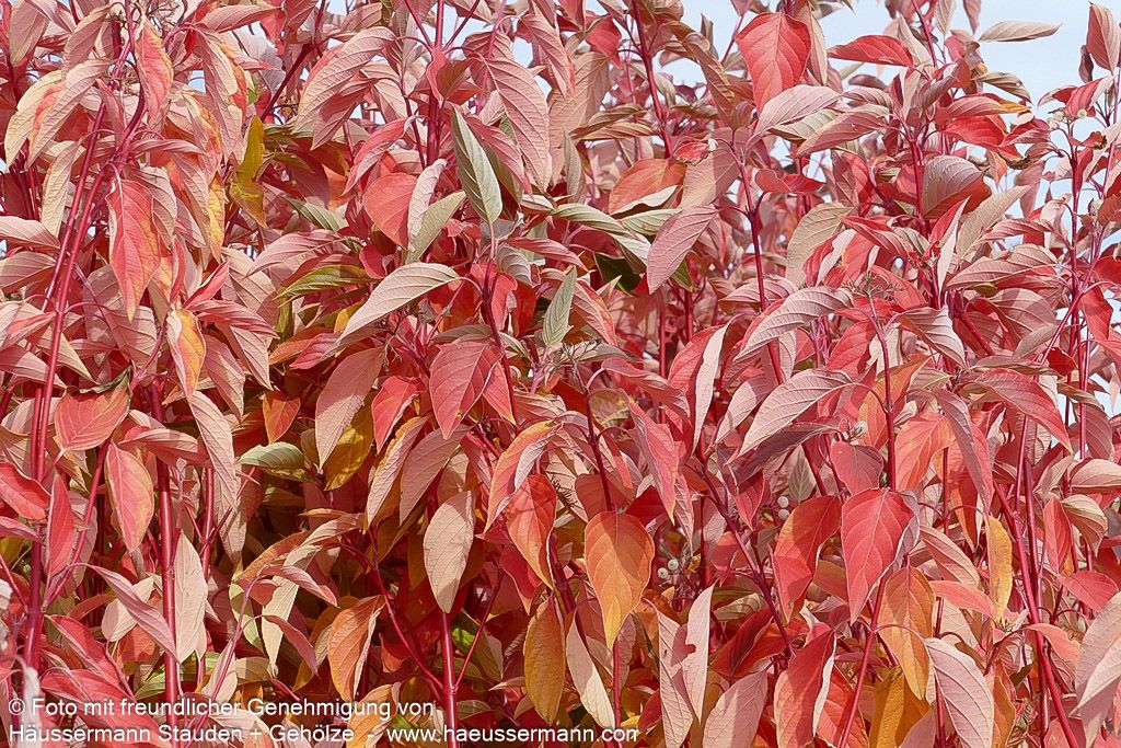 Rotholz-Hartriegel 'Cardinal' (Cornus stolonifera)