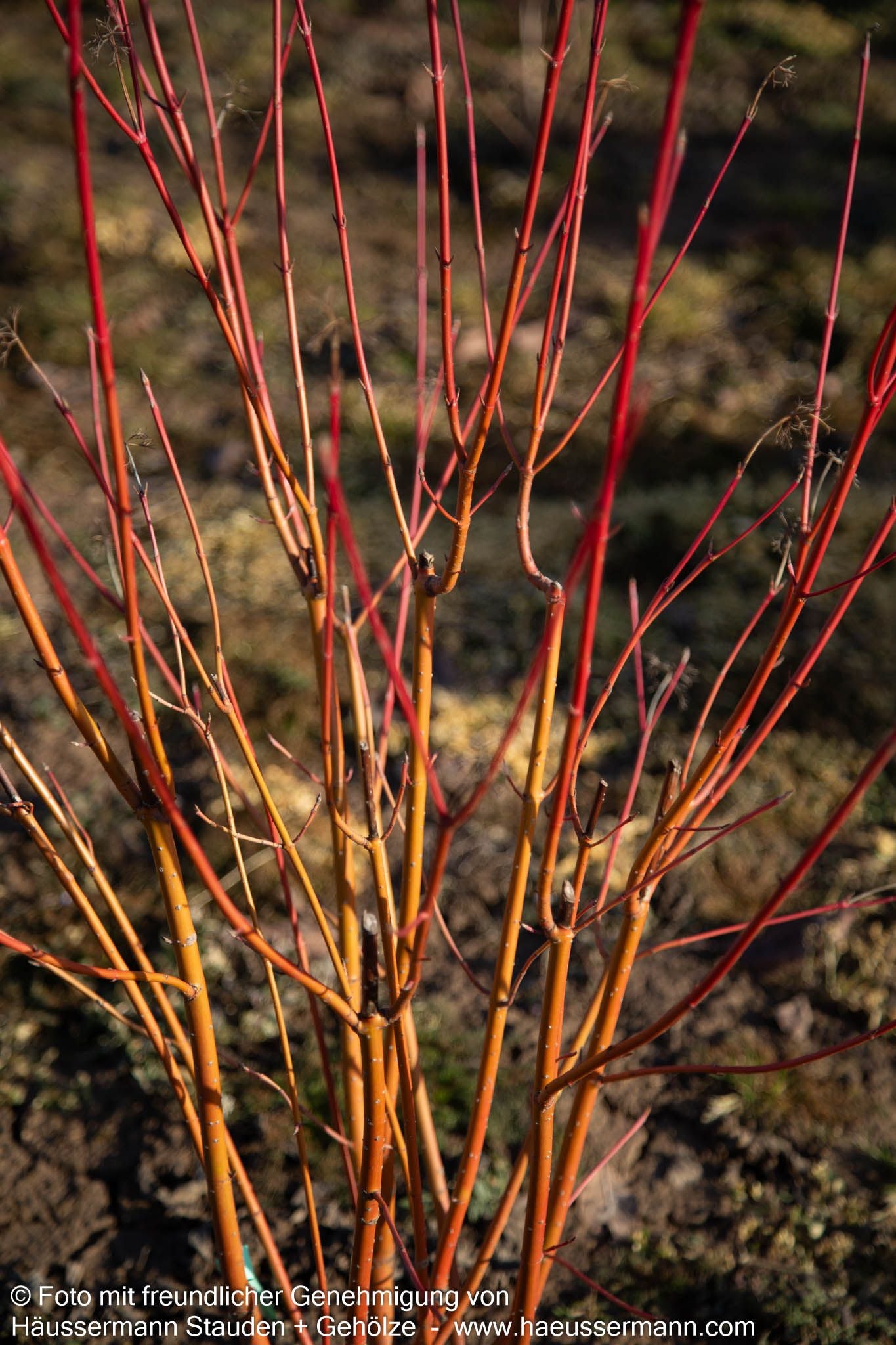 Rotholz-Hartriegel 'Cardinal' (Cornus stolonifera)
