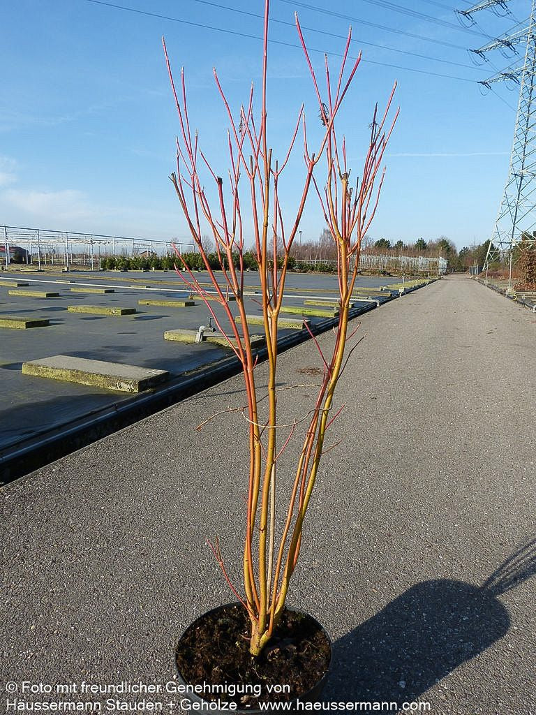 Rotholz-Hartriegel 'Cardinal' (Cornus stolonifera)