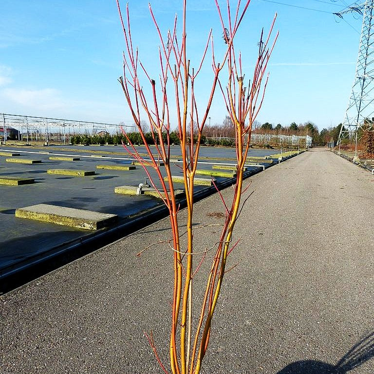 Rotholz-Hartriegel 'Cardinal' (Cornus stolonifera)