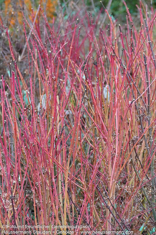 Rotholziger Fächer-Ahorn 'Sangokaku' (Acer palmatum)