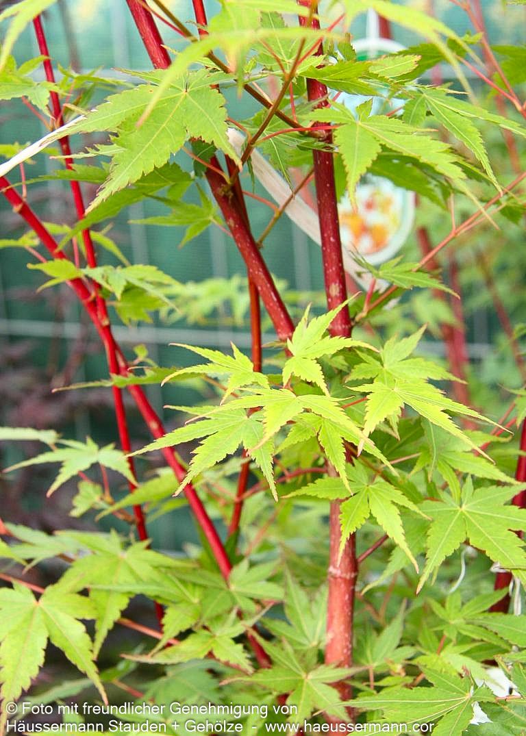Rotholziger Fächer-Ahorn 'Sangokaku' (Acer palmatum)
