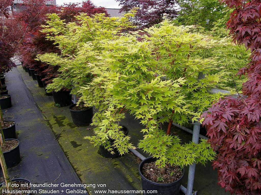 Rotholziger Fächer-Ahorn 'Sangokaku' (Acer palmatum)