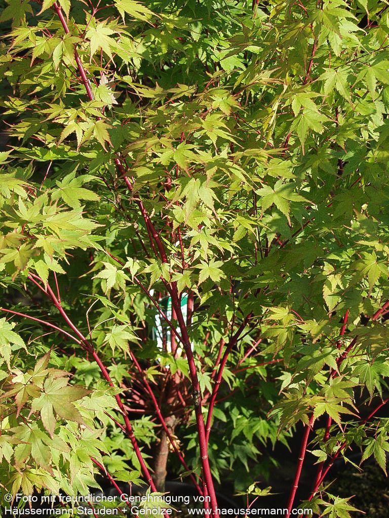 Rotholziger Fächer-Ahorn 'Sangokaku' (Acer palmatum)