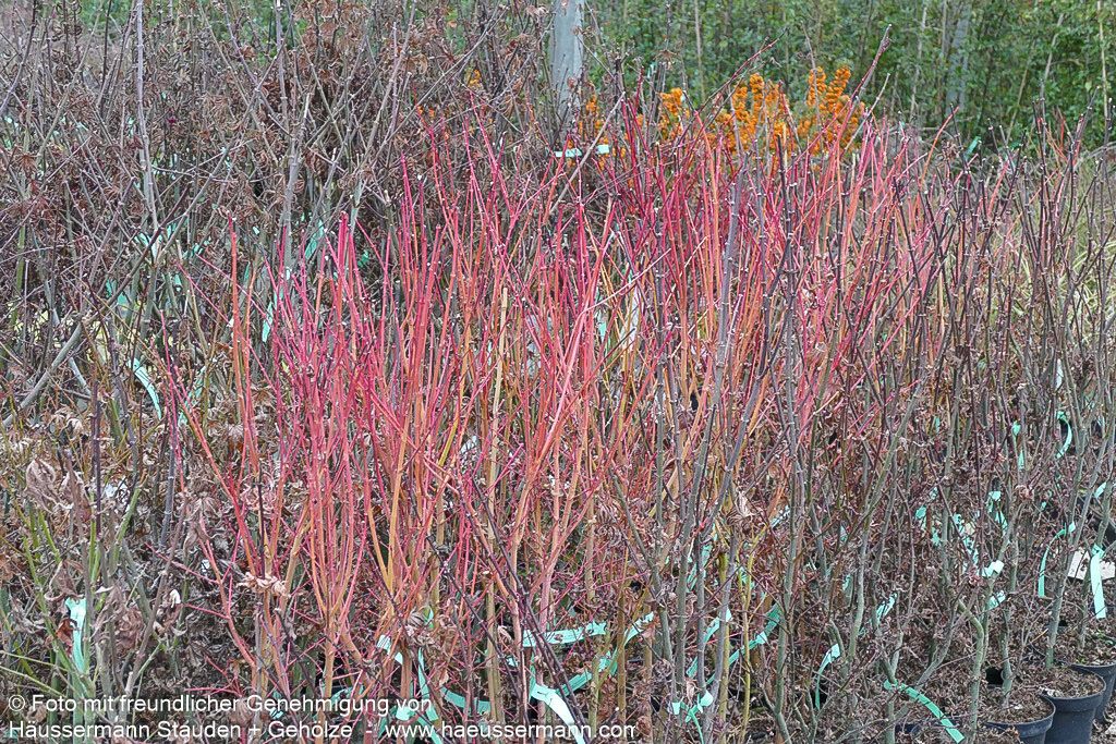 Rotholziger Fächer-Ahorn 'Sangokaku' (Acer palmatum)