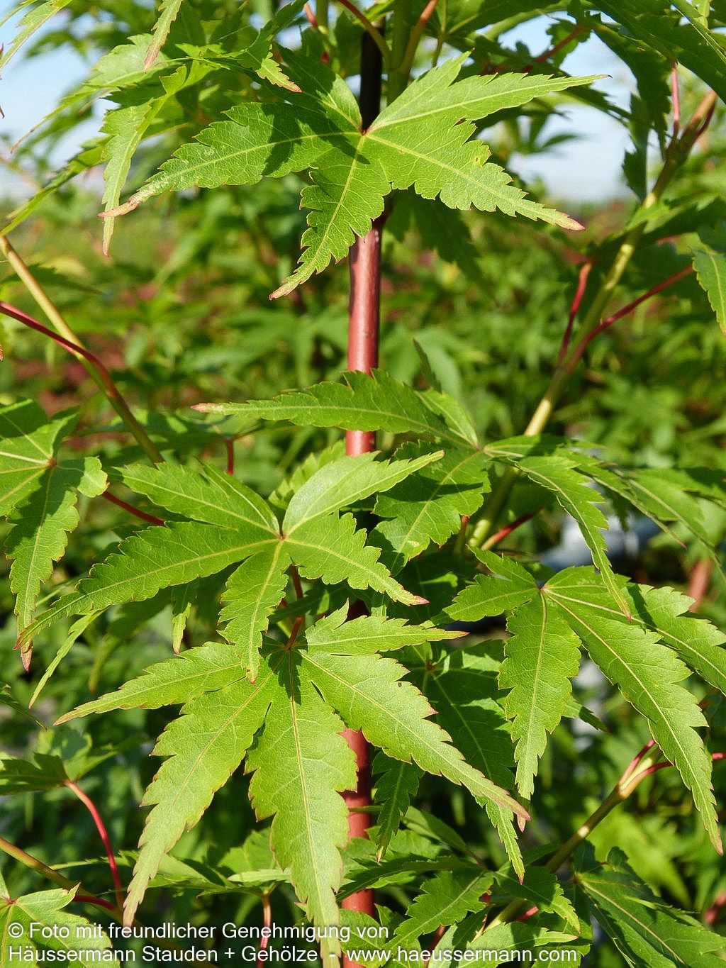 Rotholziger Fächer-Ahorn 'Sangokaku' (Acer palmatum)