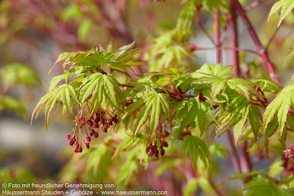 Rotholziger Fächer-Ahorn 'Sangokaku' (Acer palmatum)