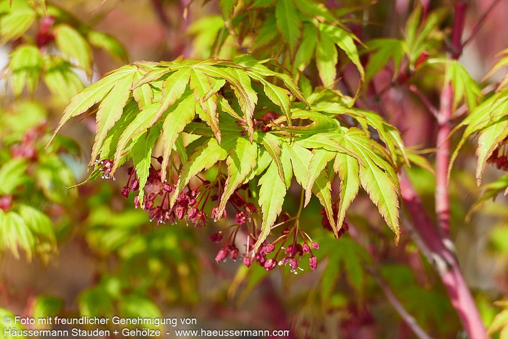Rotholziger Fächer-Ahorn 'Sangokaku' (Acer palmatum)