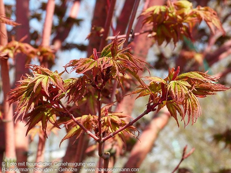 Rotholziger Fächer-Ahorn 'Sangokaku' (Acer palmatum)