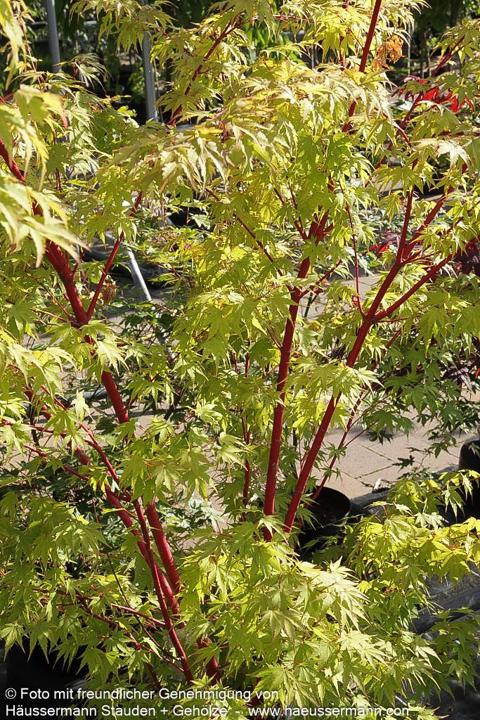 Rotholziger Fächer-Ahorn 'Sangokaku' (Acer palmatum)