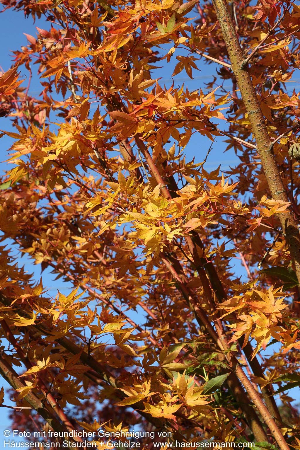 Rotholziger Fächer-Ahorn 'Sangokaku' (Acer palmatum)