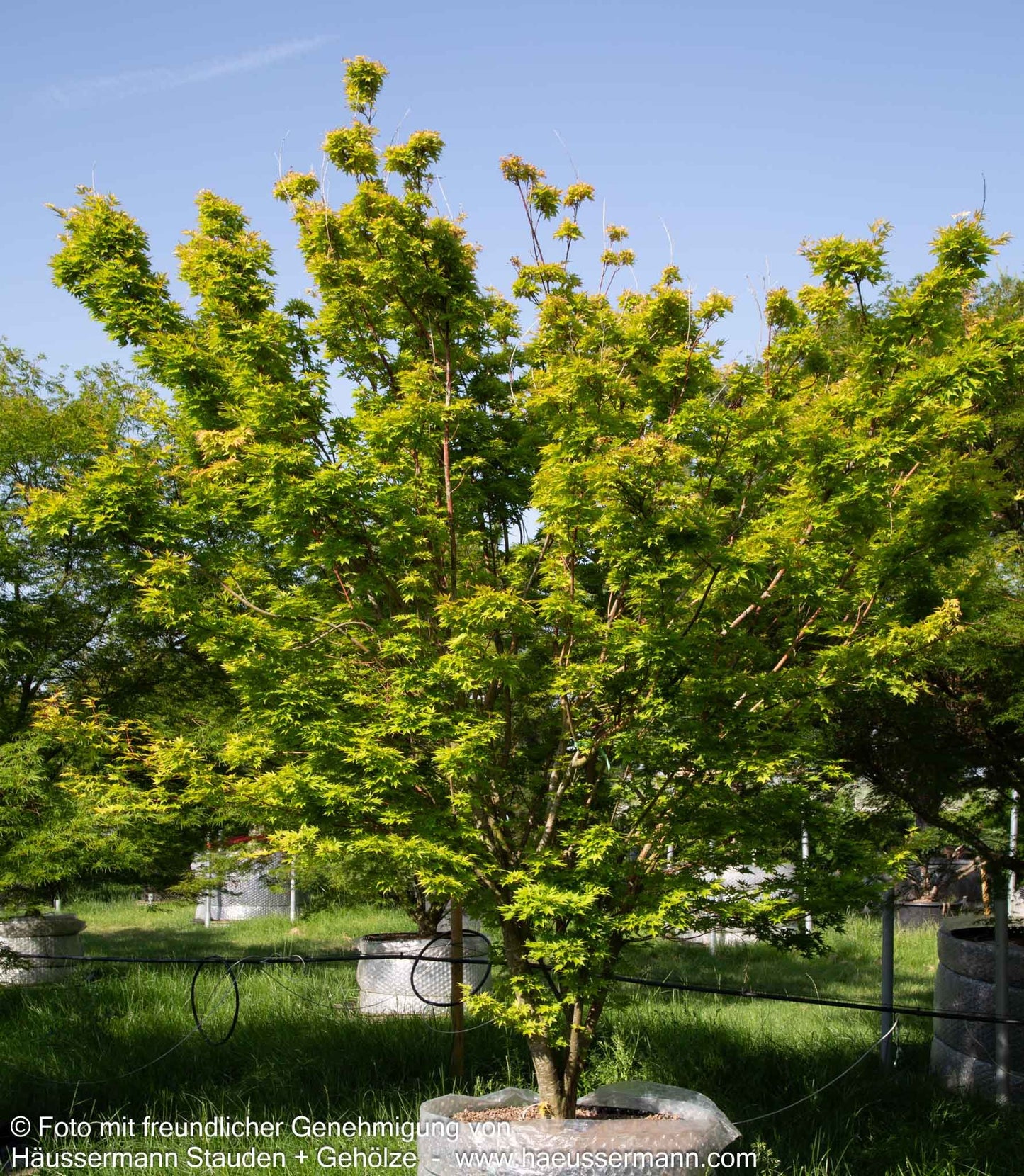 Rotholziger Fächer-Ahorn 'Sangokaku' (Acer palmatum)