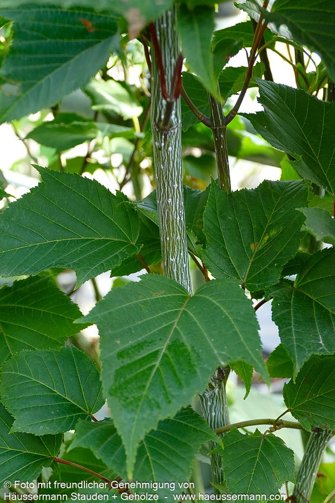 Rotholziger Streifen-Ahorn 'Mozart' (Acer x conspicuum)