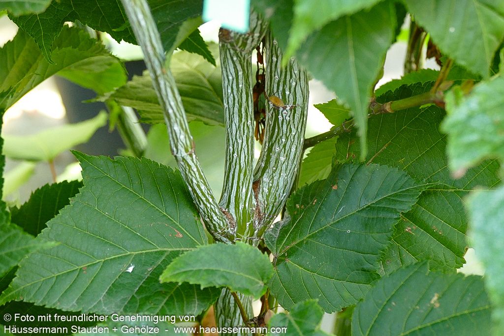 Rotholziger Streifen-Ahorn 'Mozart' (Acer x conspicuum)