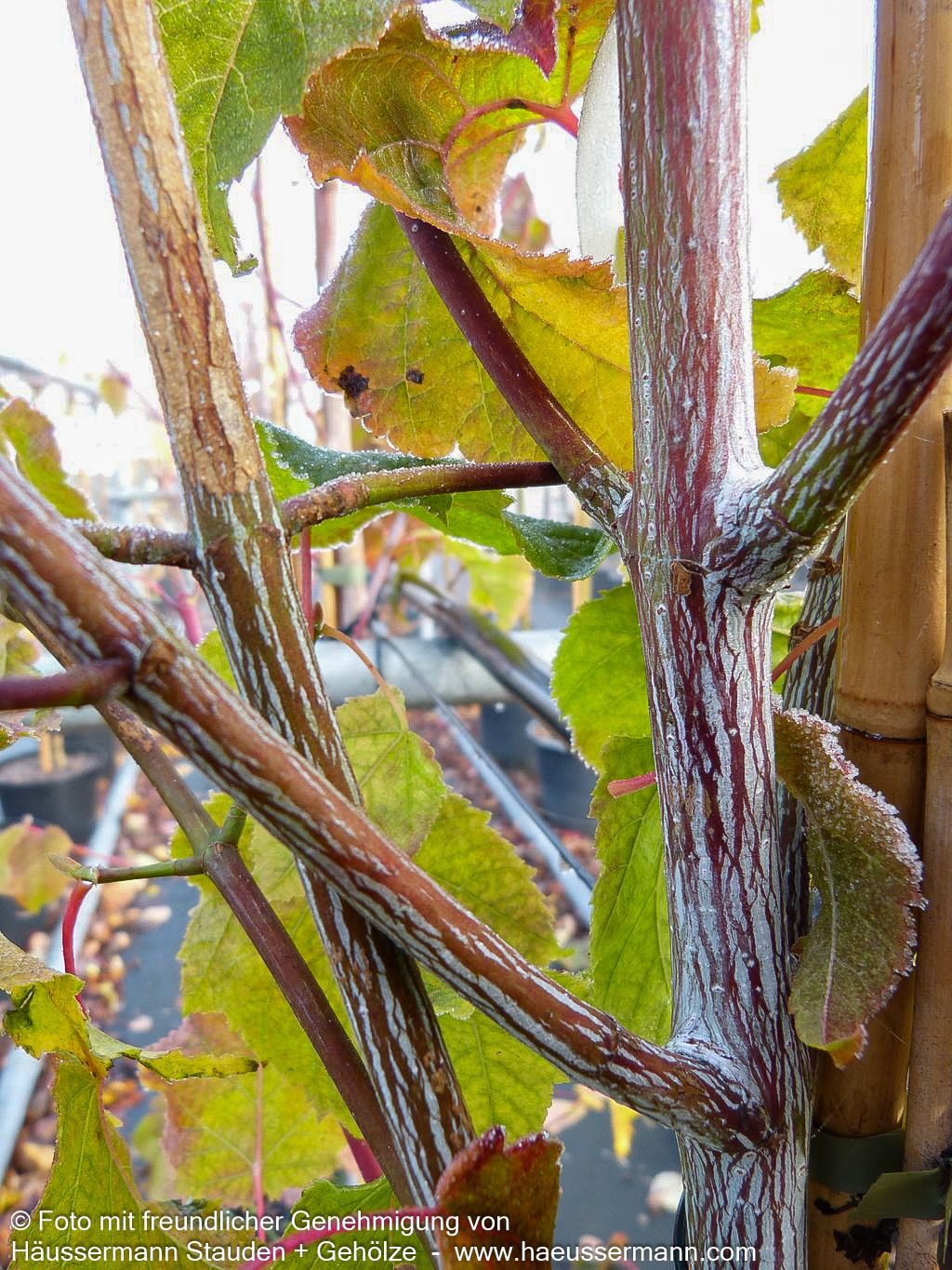 Rotholziger Streifen-Ahorn 'Mozart' (Acer x conspicuum)