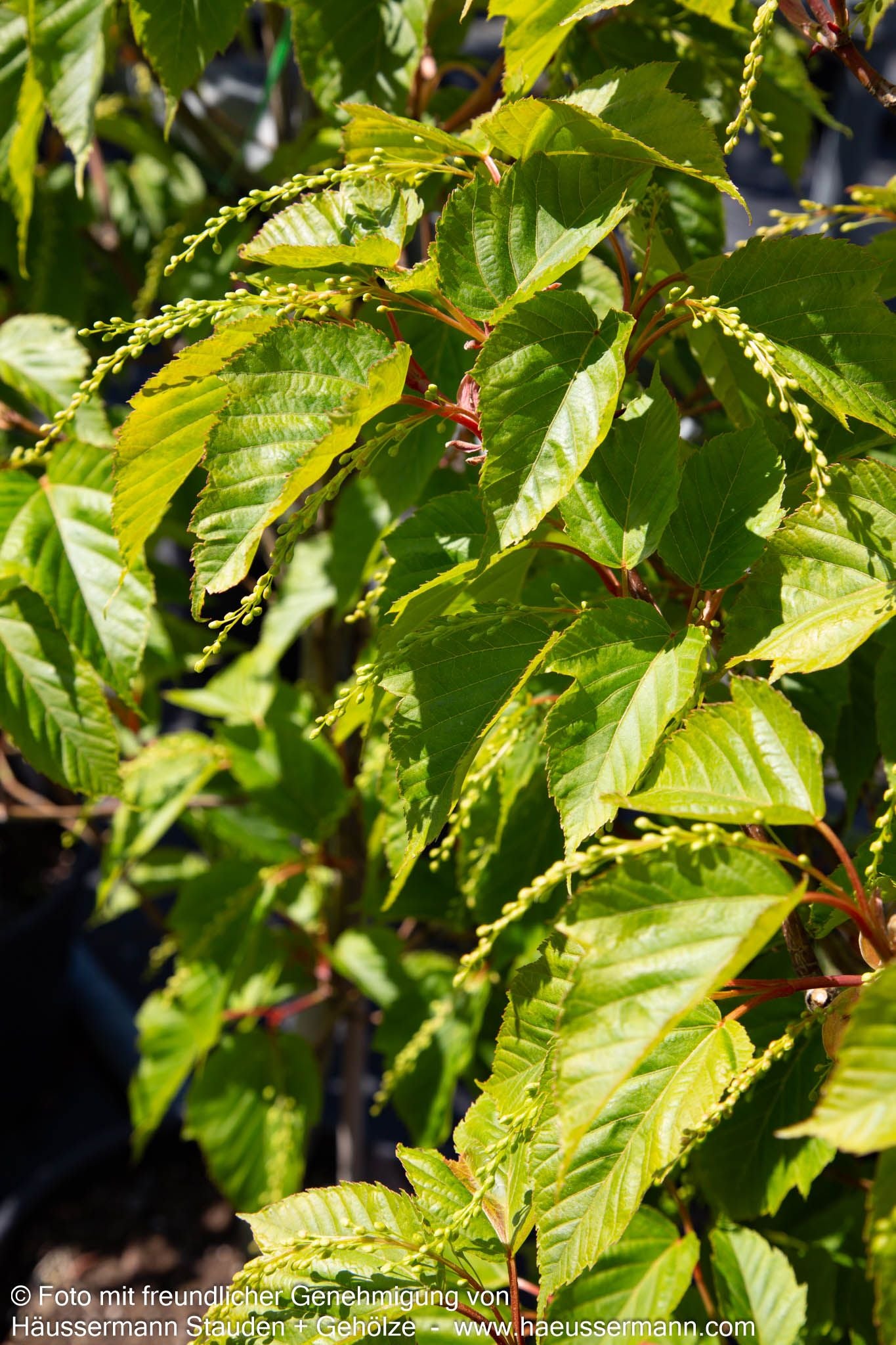 Rotholziger Streifen-Ahorn 'Mozart' (Acer x conspicuum)