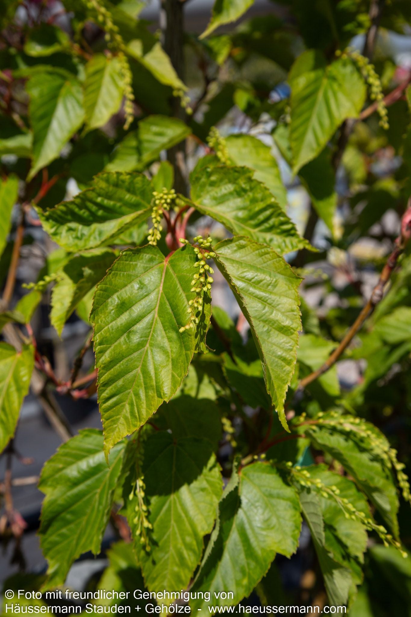 Rotholziger Streifen-Ahorn 'Mozart' (Acer x conspicuum)