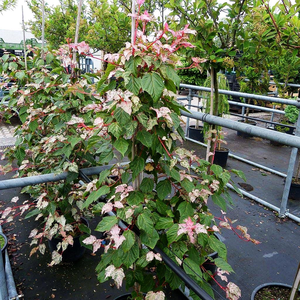 Rotholziger Streifen-Ahorn 'Red Flamingo' (Acer x conspicuum)