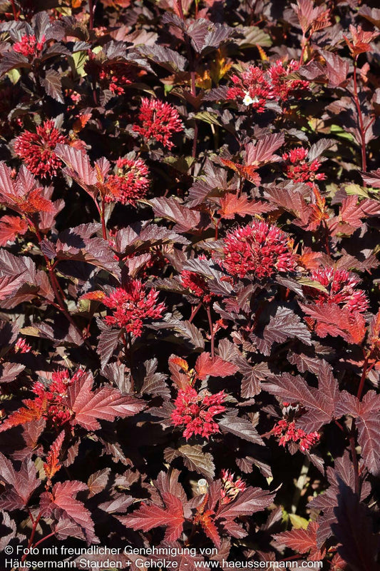 Rotlaubige Blasenspiere 'Center Glow' (Physocarpus opulifolius)