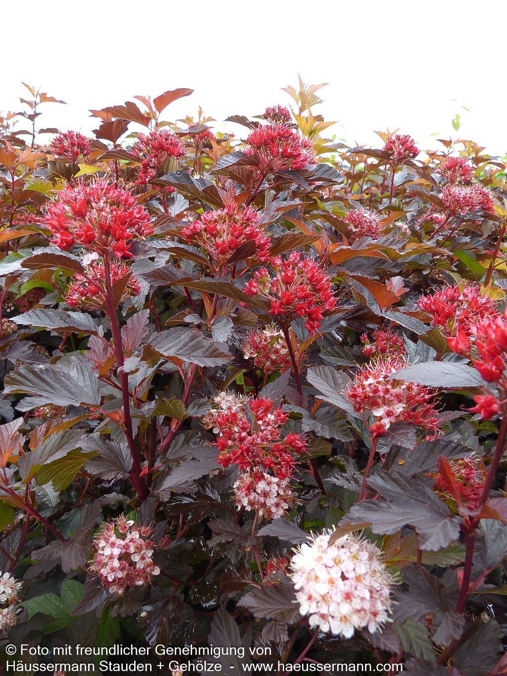 Rotlaubige Blasenspiere 'Diable d'Or' (Physocarpus opulifolius)