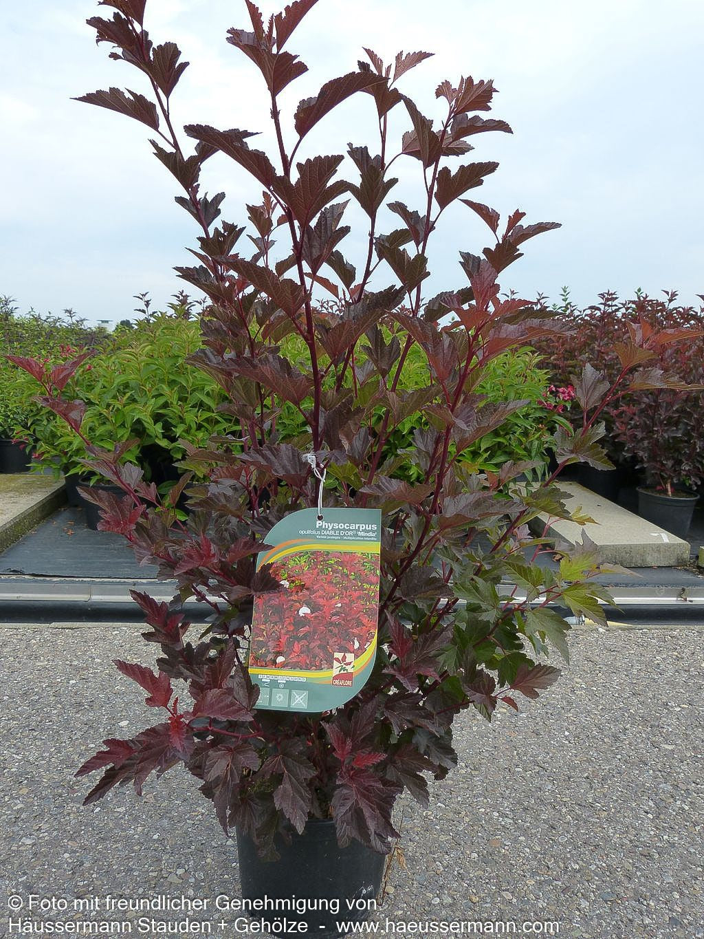 Rotlaubige Blasenspiere 'Diable d'Or' (Physocarpus opulifolius)