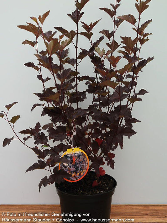 Rotlaubige Blasenspiere 'Diabolo' (Physocarpus opulifolius)
