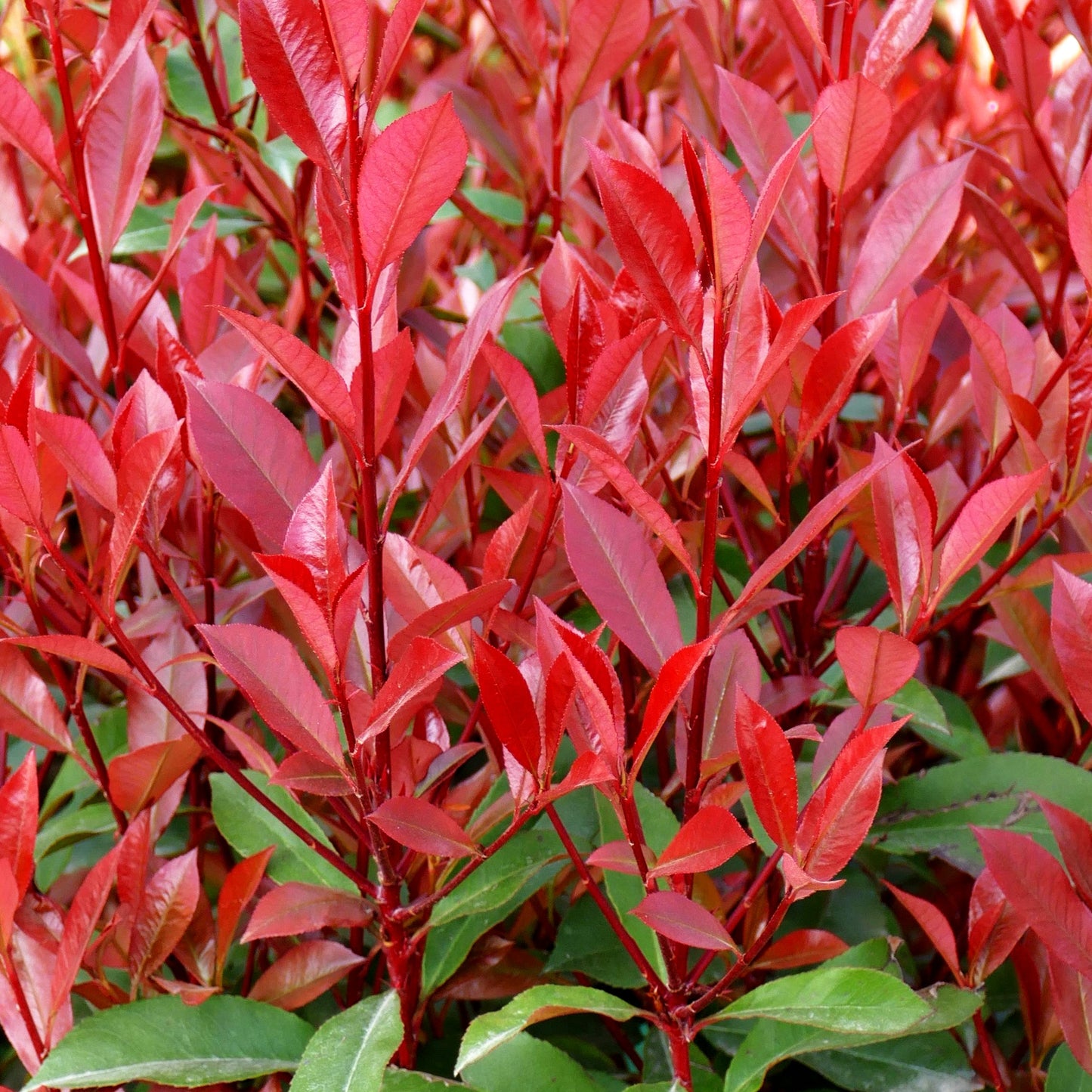 Rotlaubige Glanzmispel 'Devil's Dream' (Photinia fraseri)