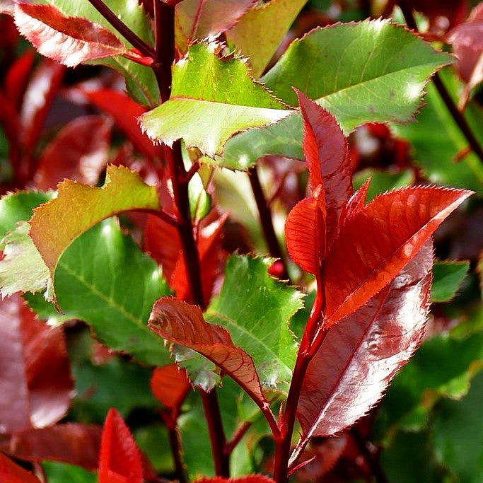 Rotlaubige Glanzmispel 'Magical Volcano' (Photinia fraseri) kaufen –  pflanzenmax.de