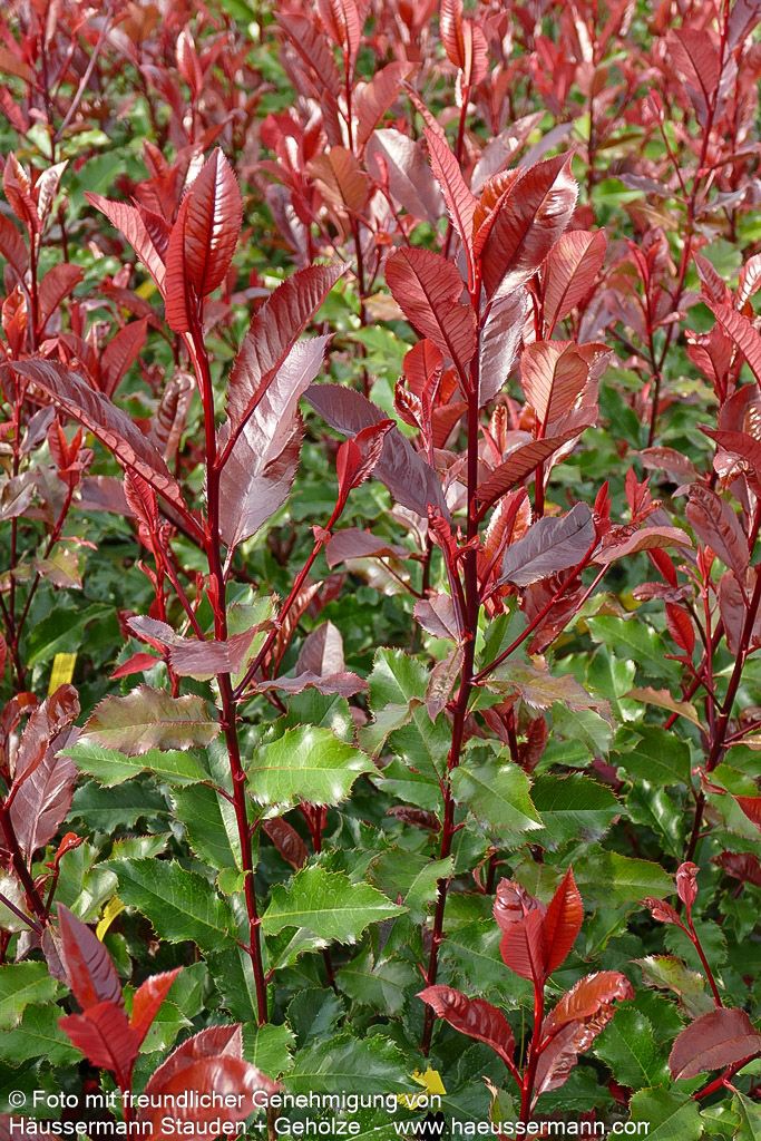 Rotlaubige Glanzmispel 'Magical Volcano' (Photinia fraseri)