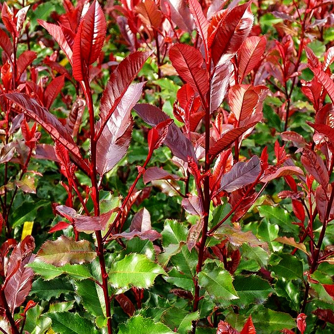 Rotlaubige Glanzmispel 'Magical Volcano' (Photinia fraseri)