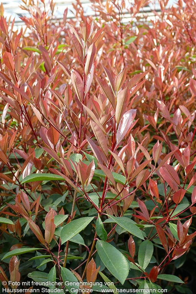 Rotlaubige Glanzmispel 'Red Robin' (Photinia fraseri)