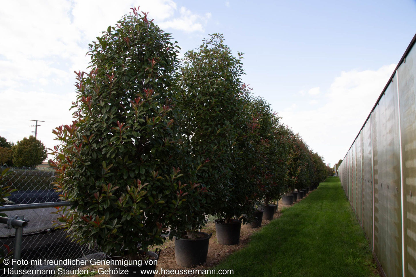 Rotlaubige Glanzmispel 'Red Robin' (Photinia fraseri)