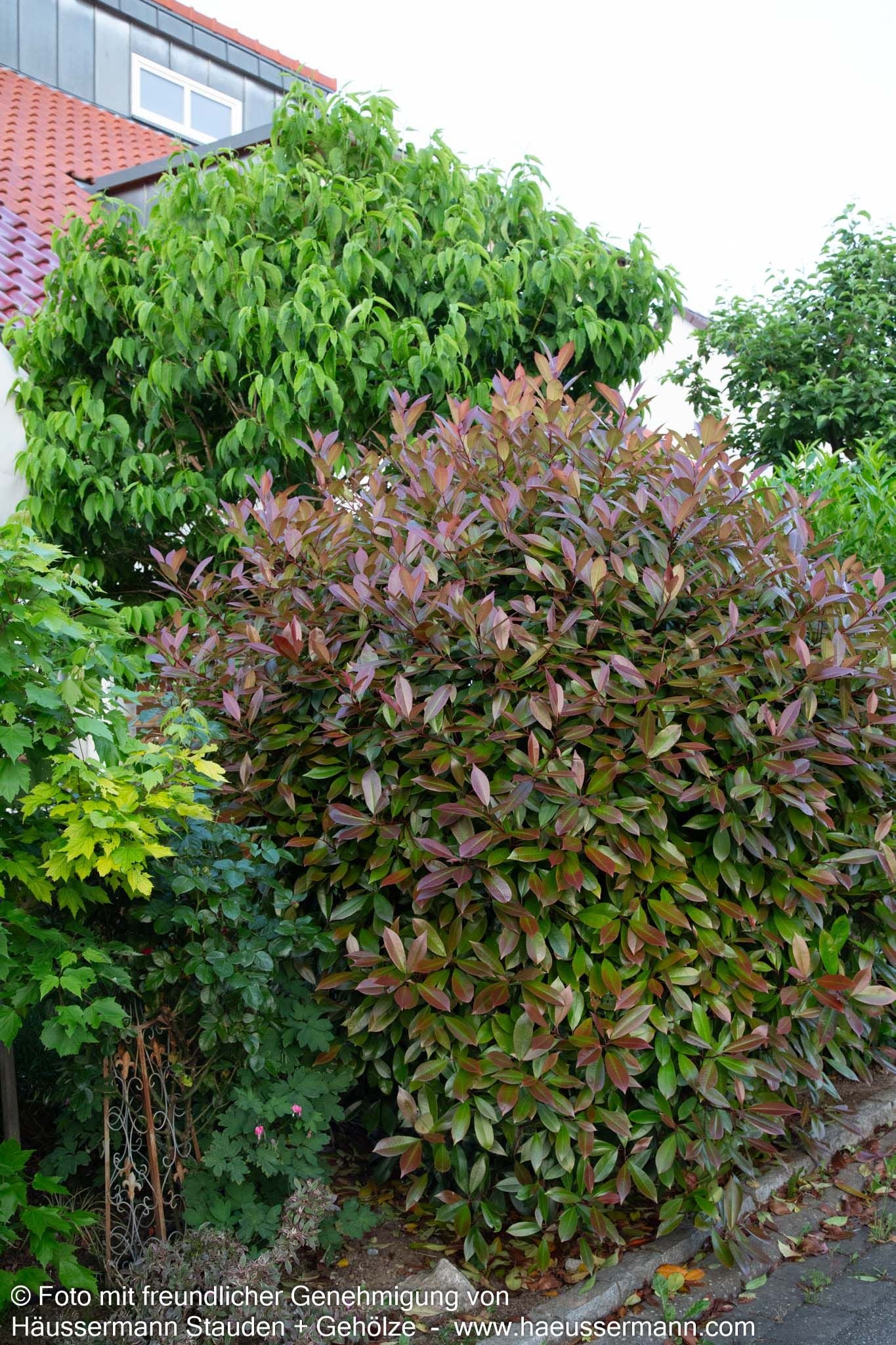 Rotlaubige Glanzmispel 'Red Robin' (Photinia fraseri)