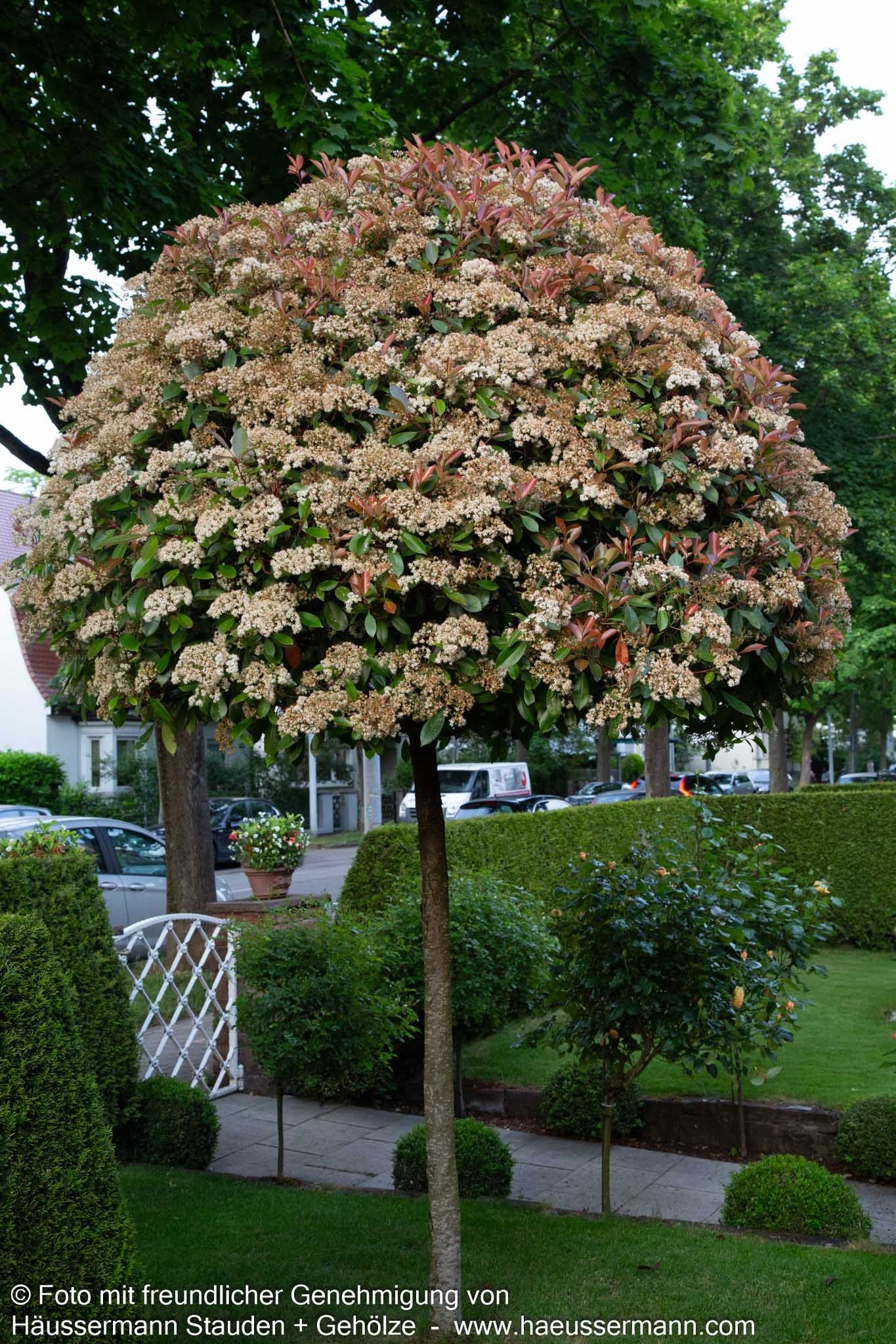 Rotlaubige Glanzmispel 'Red Robin' (Photinia fraseri)